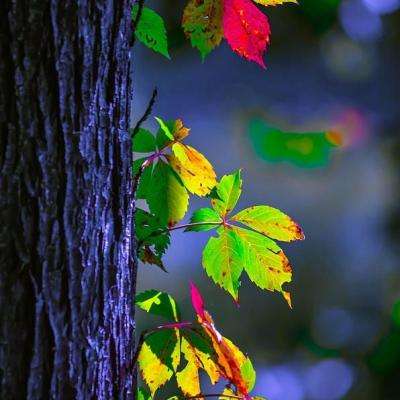 澳门人威尼斯3966下载手机版